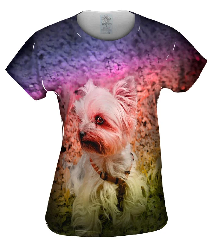 Deal Dash Yorkshire Terrier Puppy